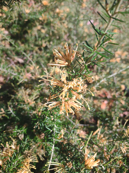 Grevillea 'Molonglo' Tubestock (50mm x 120mm)
