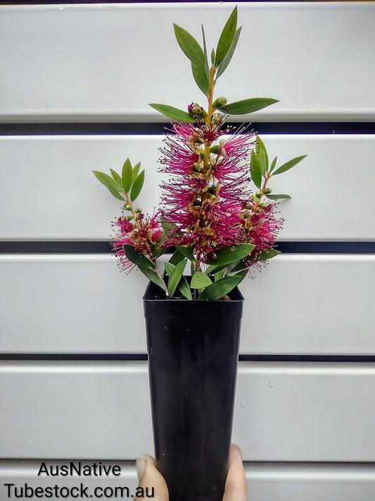 Callistemon 'Burgundy' Tubestock (50mm x 120mm)