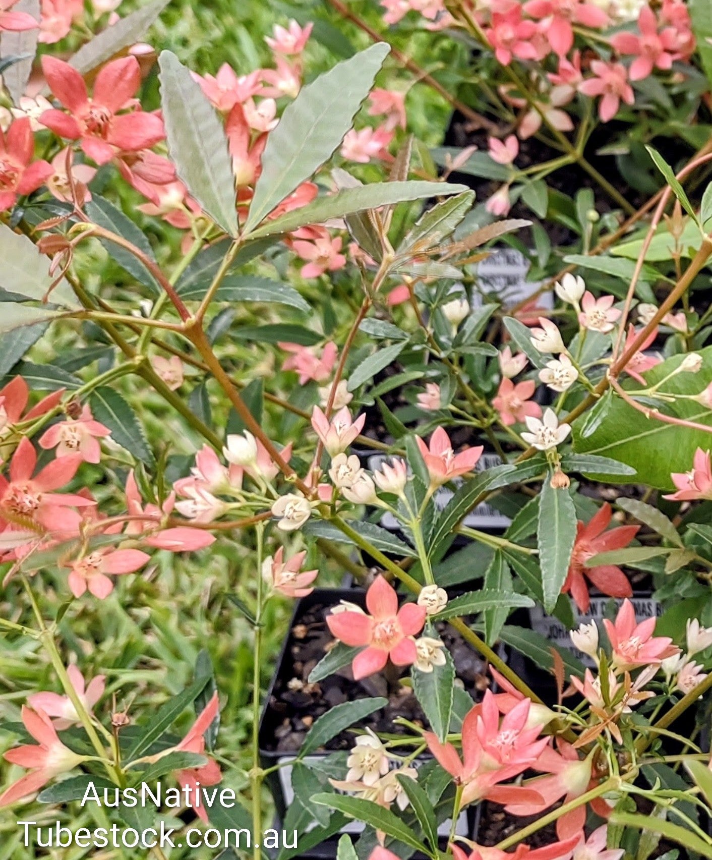 Dwarf NSW Christmas Bush 'Johanna's Christmas' Tubestock (50mm x 120mm)