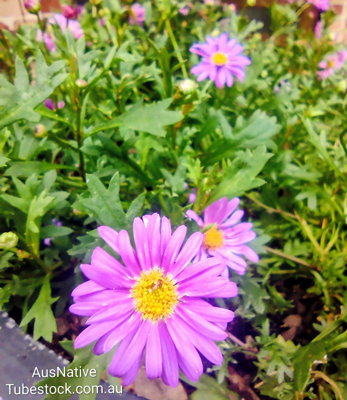 Native Daisy 'Blue' Tubestock (50mm x 120mm)