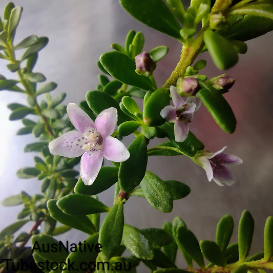 Myoporum 'Coarse Leaf Pink' Tubestock (50mm x 120mm)