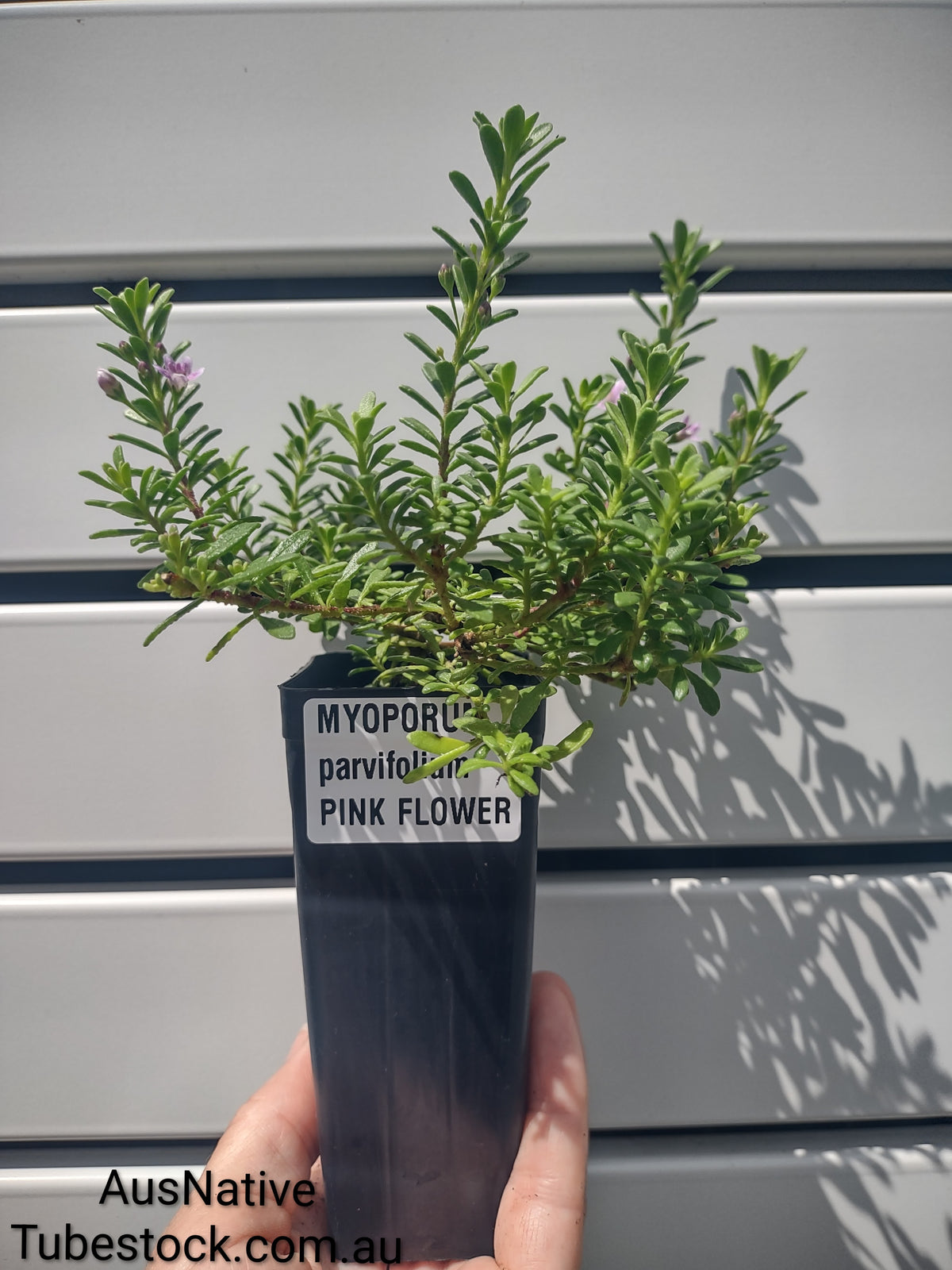Myoporum 'Coarse Leaf Pink' Tubestock (50mm x 120mm)