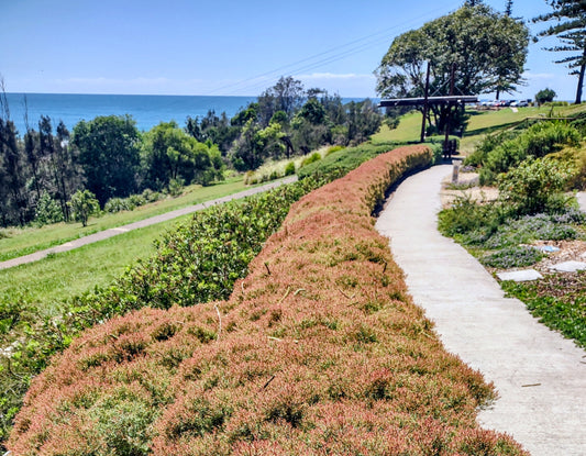 Melaleuca 'Claret Tops' Tubestock (50mm x 120mm)