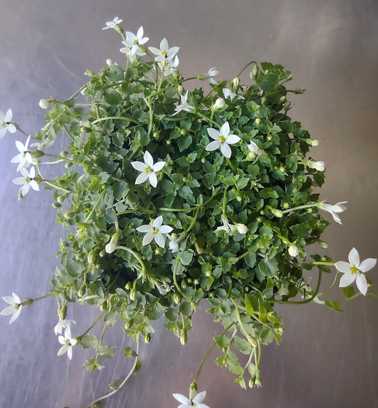 White Star Creeper Tubestock (50mm x 120mm)
