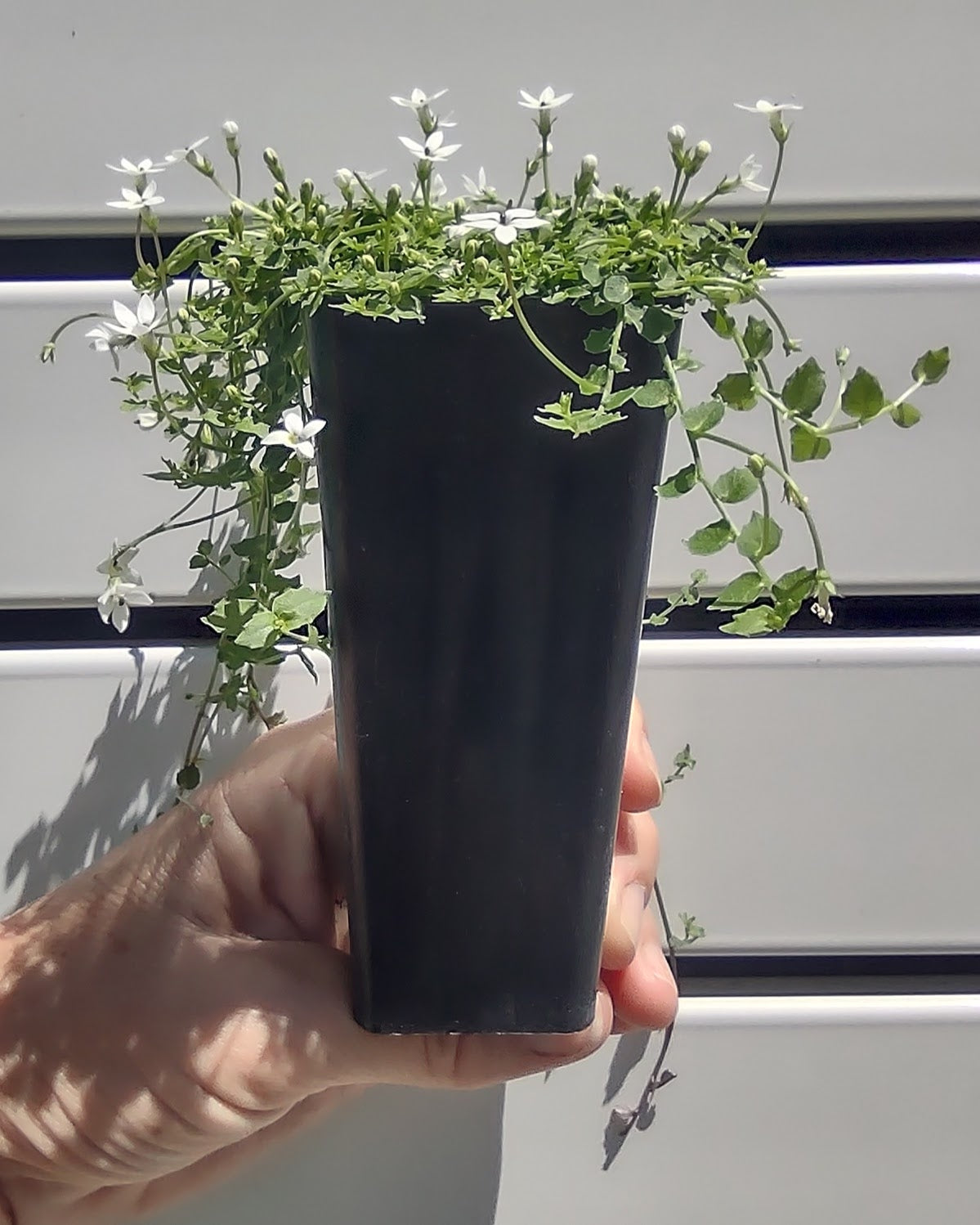 White Star Creeper Tubestock (50mm x 120mm)