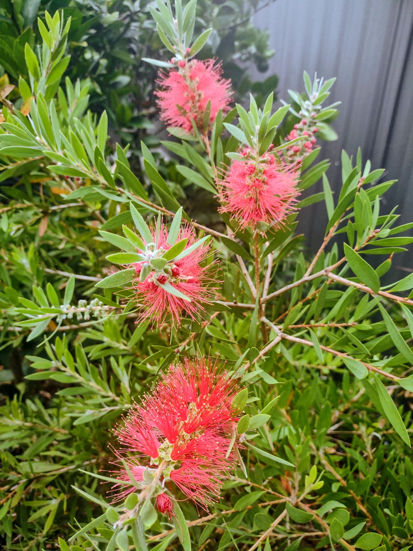 Callistemon 'Pink Neon' Tubestock (50mm x 120mm)