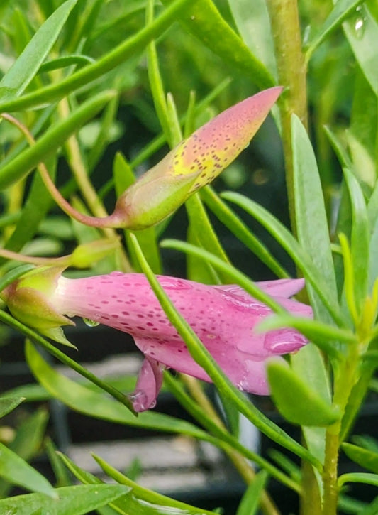 Eremophila 'Wild Berry' | Emu Bush Tubestock (50mm x 120mm)