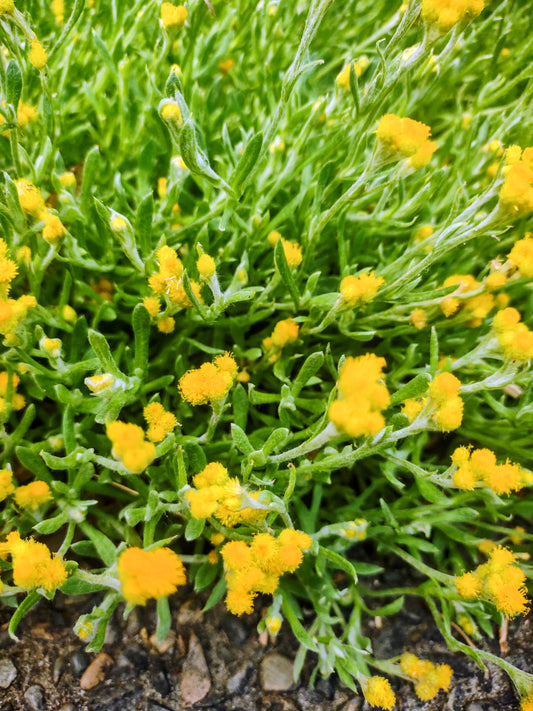 Yellow Buttons Tubestock (50mm x 120mm)