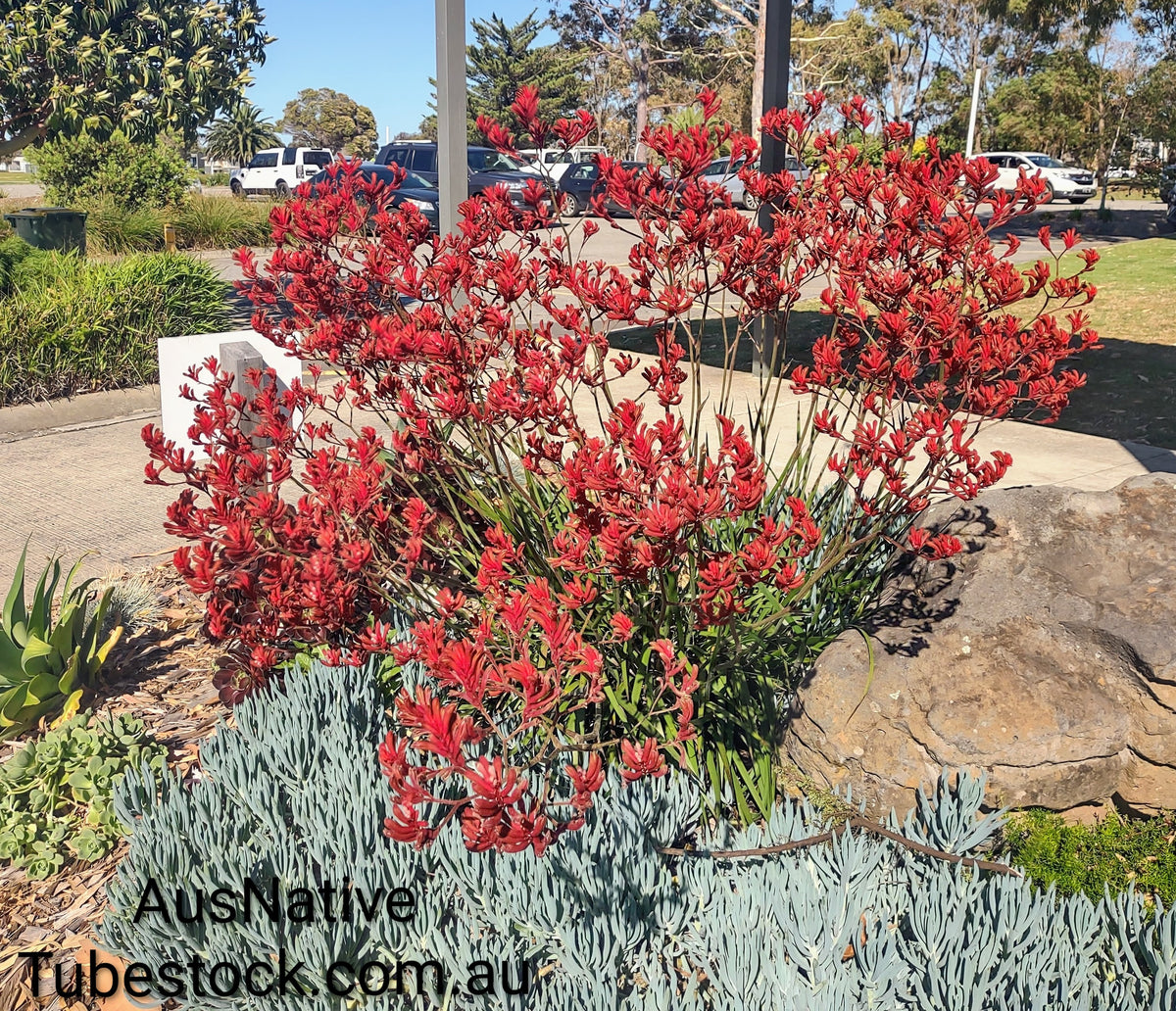Kangaroo Paw 'Red' Tubestock (50mm x 120mm)