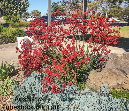 Kangaroo Paw 'Red' Tubestock (50mm x 120mm)