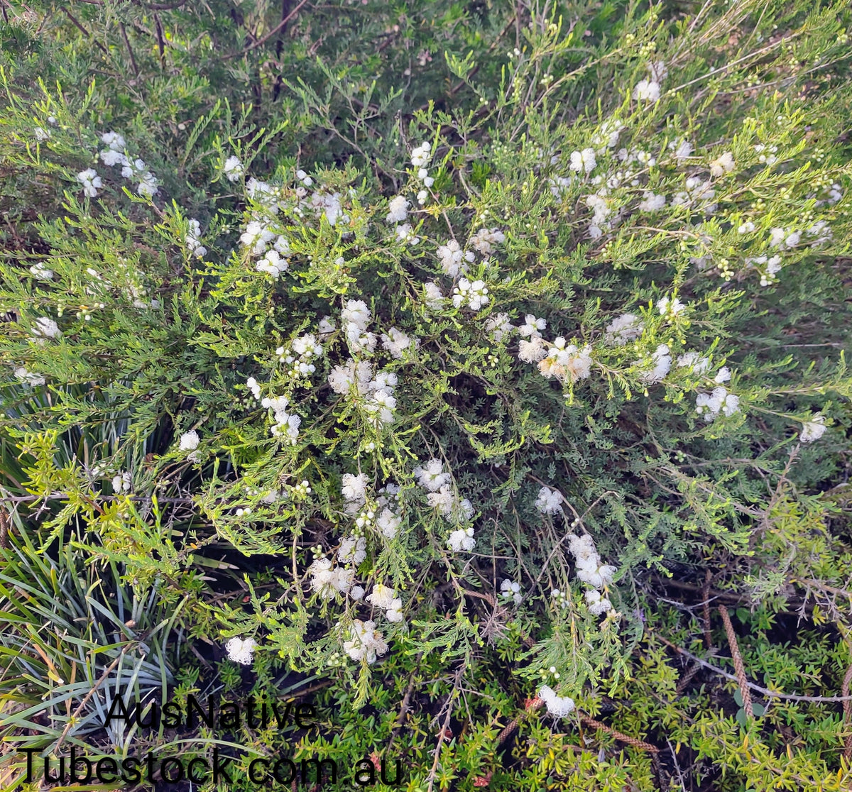 Melaleuca 'White Lace' Tubestock (50mm x 120mm)