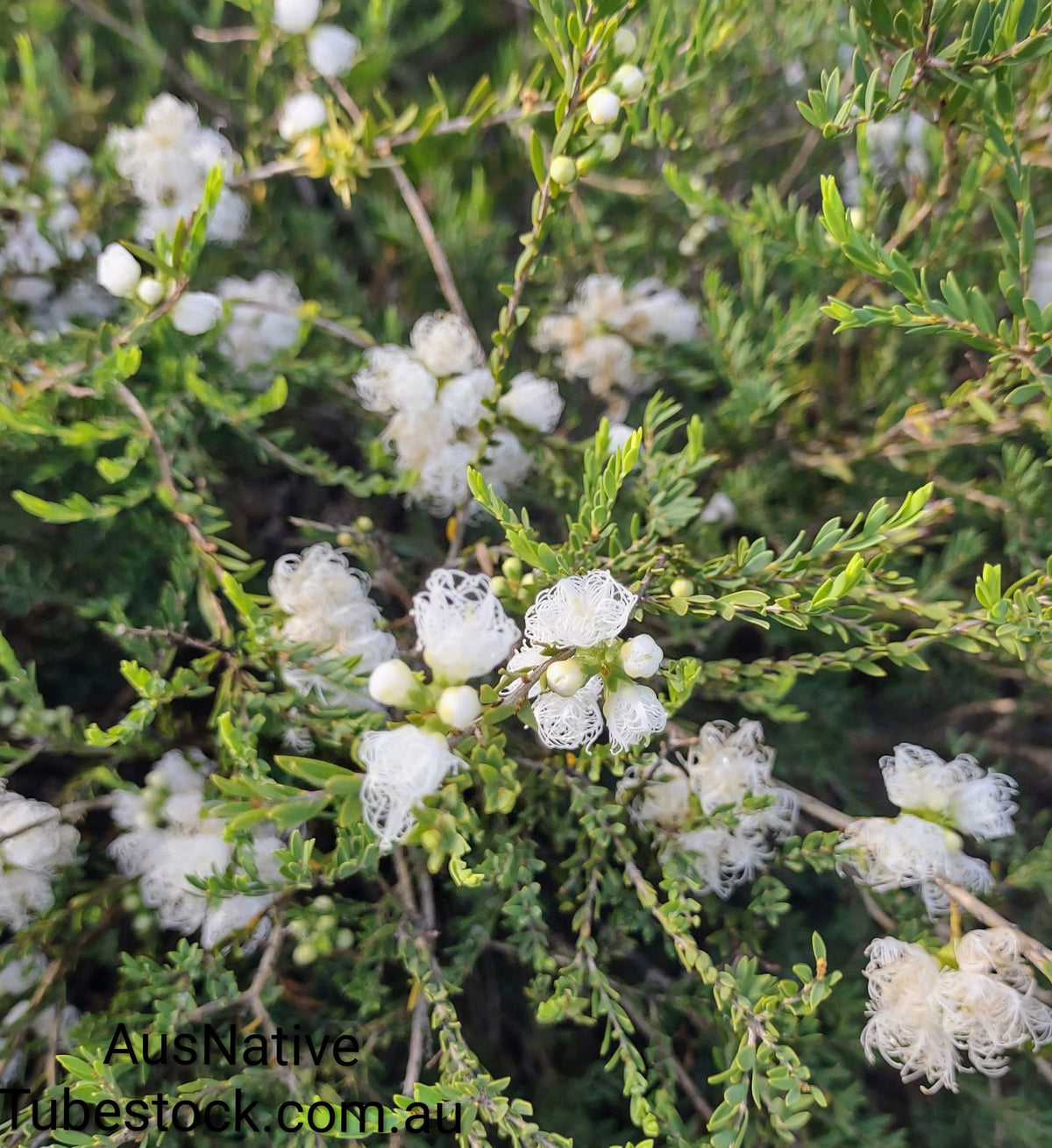 Melaleuca 'White Lace' Tubestock (50mm x 120mm)