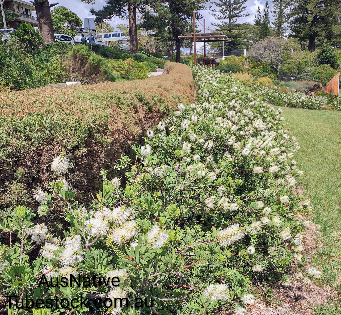 Callistemon 'White Anzac' Tubestock (50mm x 120mm)
