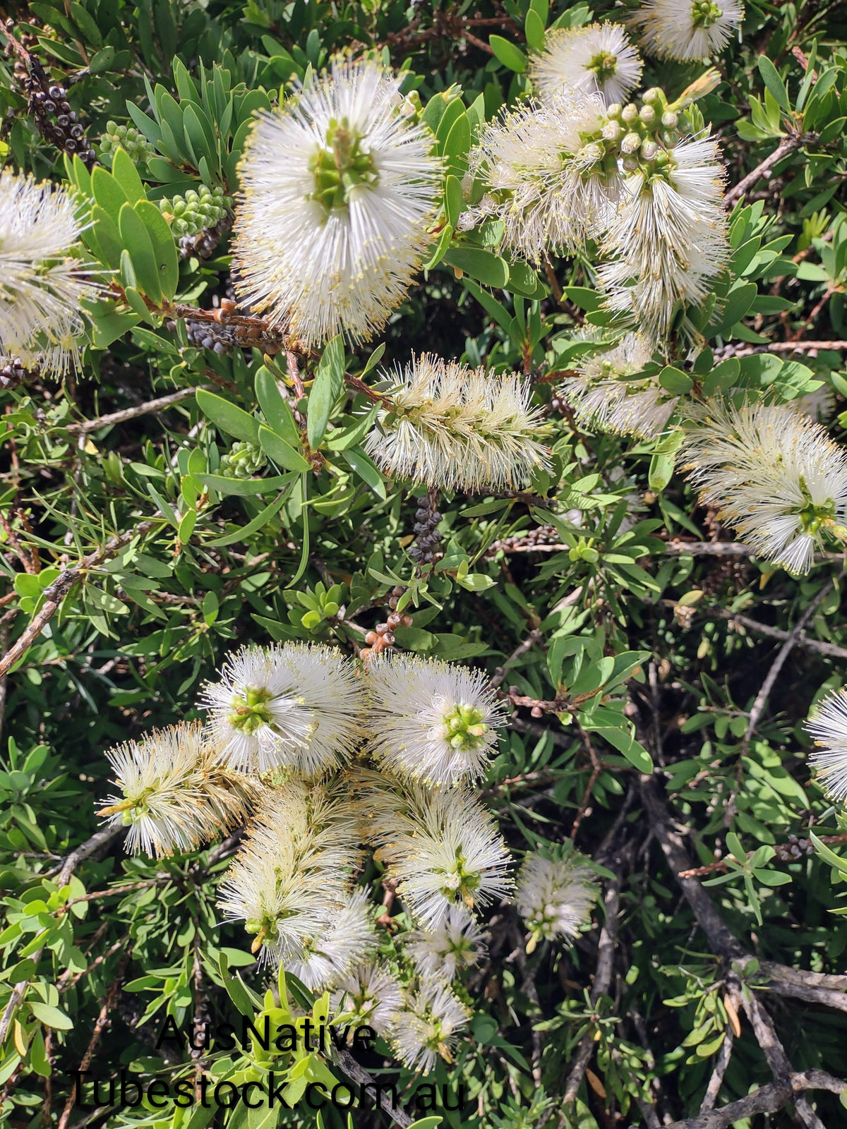 Callistemon 'White Anzac' Tubestock (50mm x 120mm)