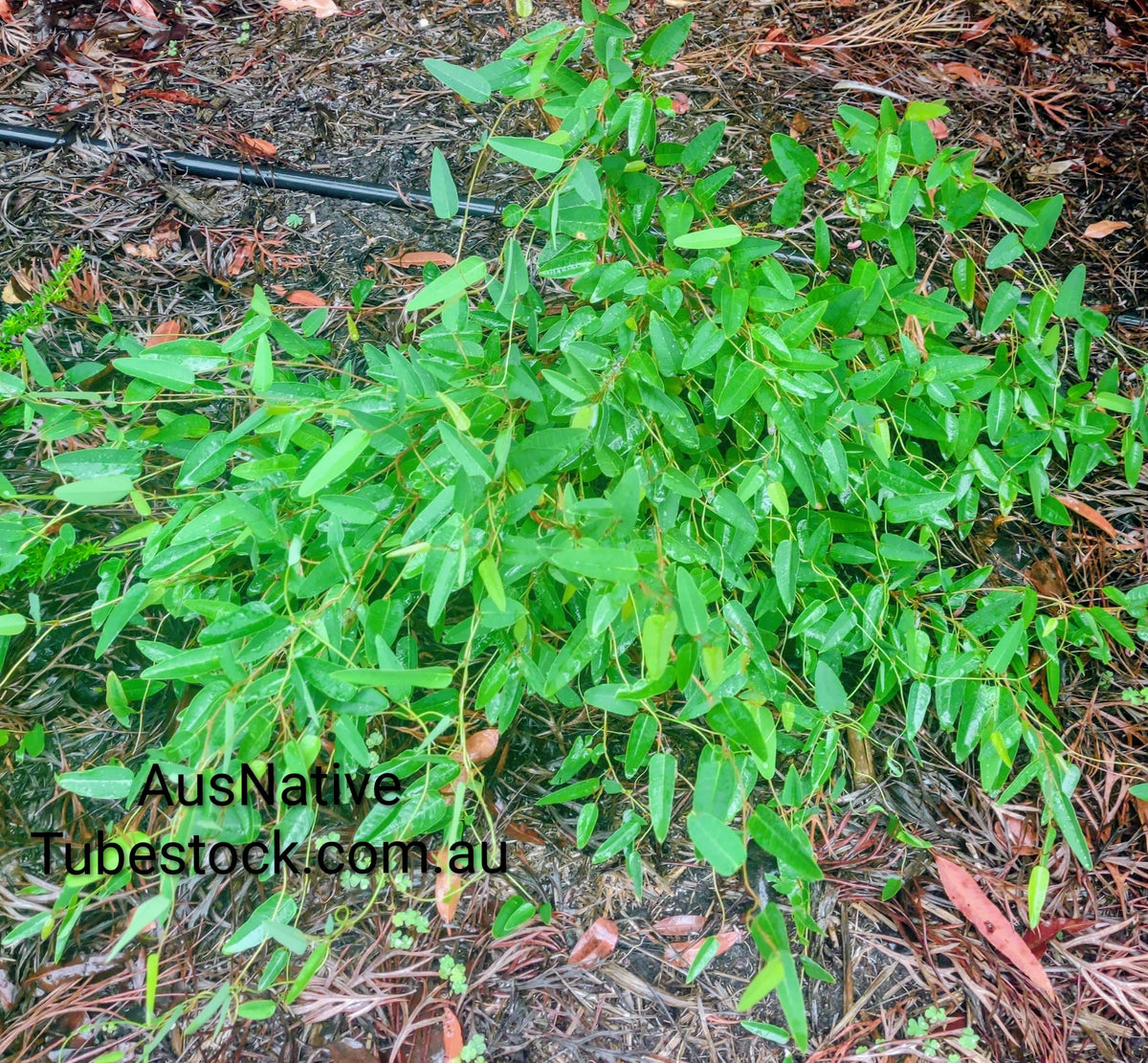 Hardenbergia violacea 'Mini HaHa' Tubestock (50mm x 120mm)
