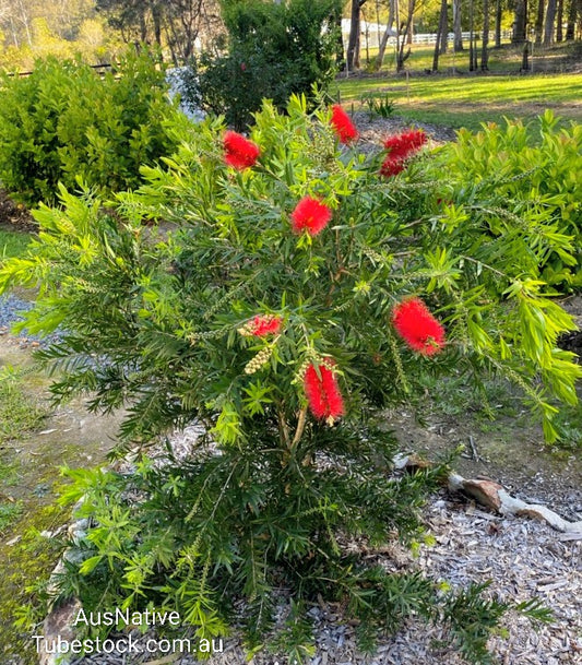 Callistemon 'Wildfire' Tubestock (50mm x 120mm)