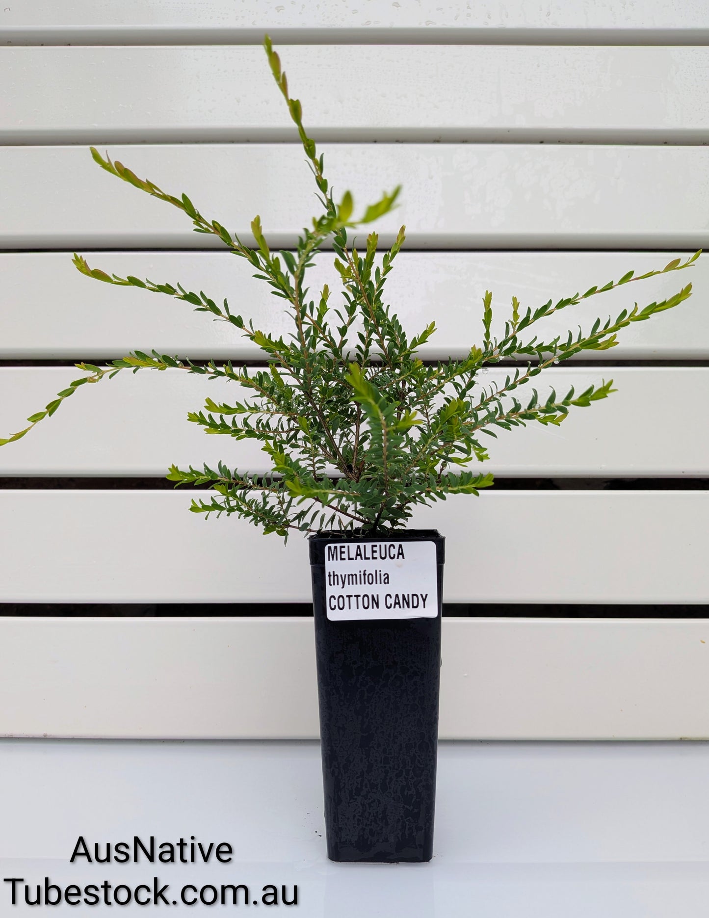 Melaleuca 'Cotton Candy' Tubestock (50mm x 120mm)