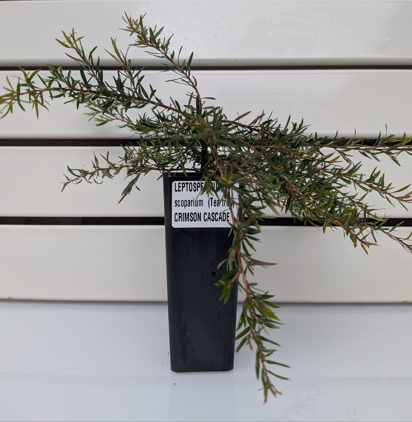 Leptospermum 'Crimson Cascade' Tubestock (50mm x 120mm)