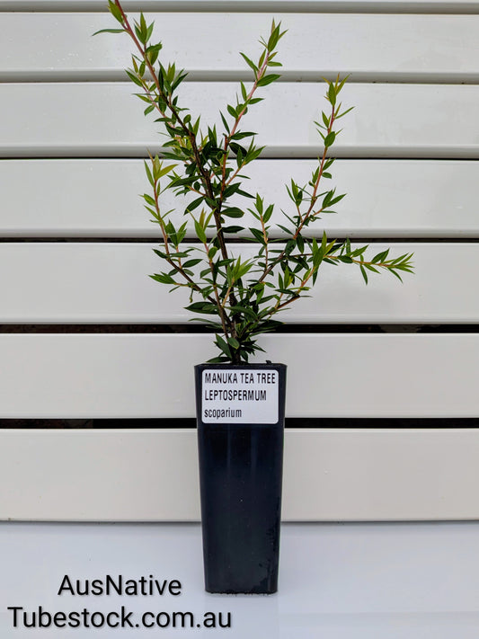 Manuka Tea Tree Tubestock (50mm x 120mm)