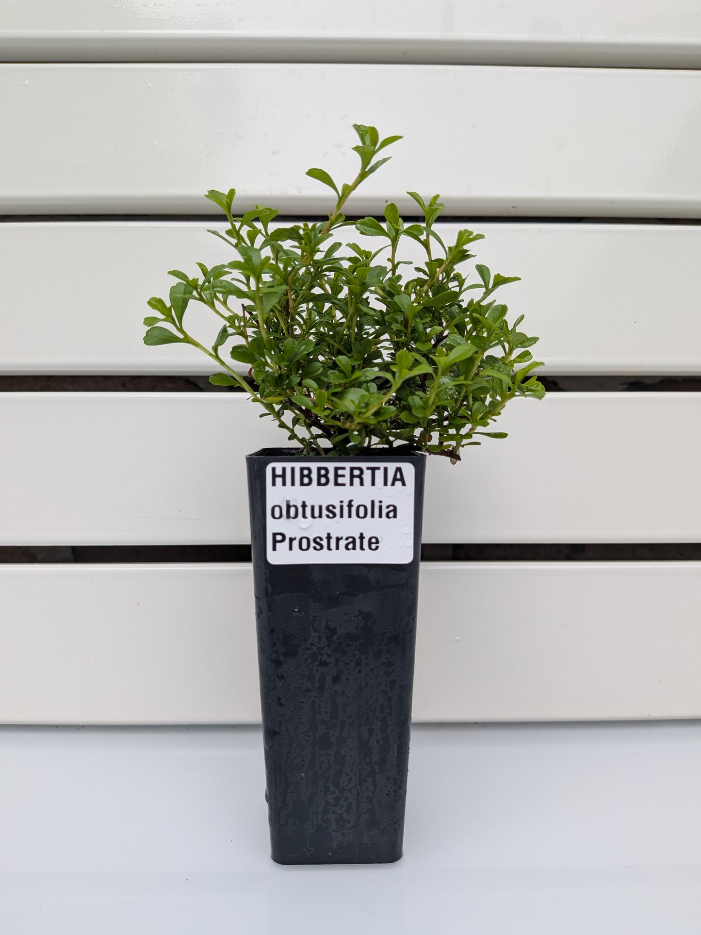 Hibbertia obtusifolia Tubestock (50mm x 120mm)