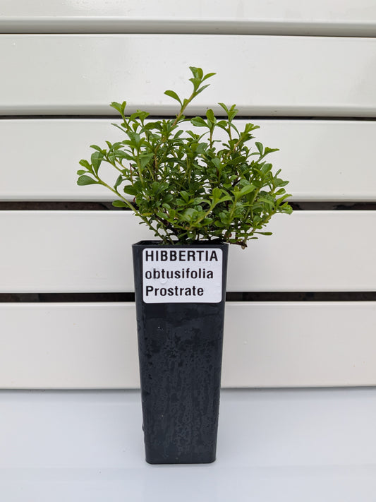 Hibbertia obtusifolia Tubestock (50mm x 120mm)