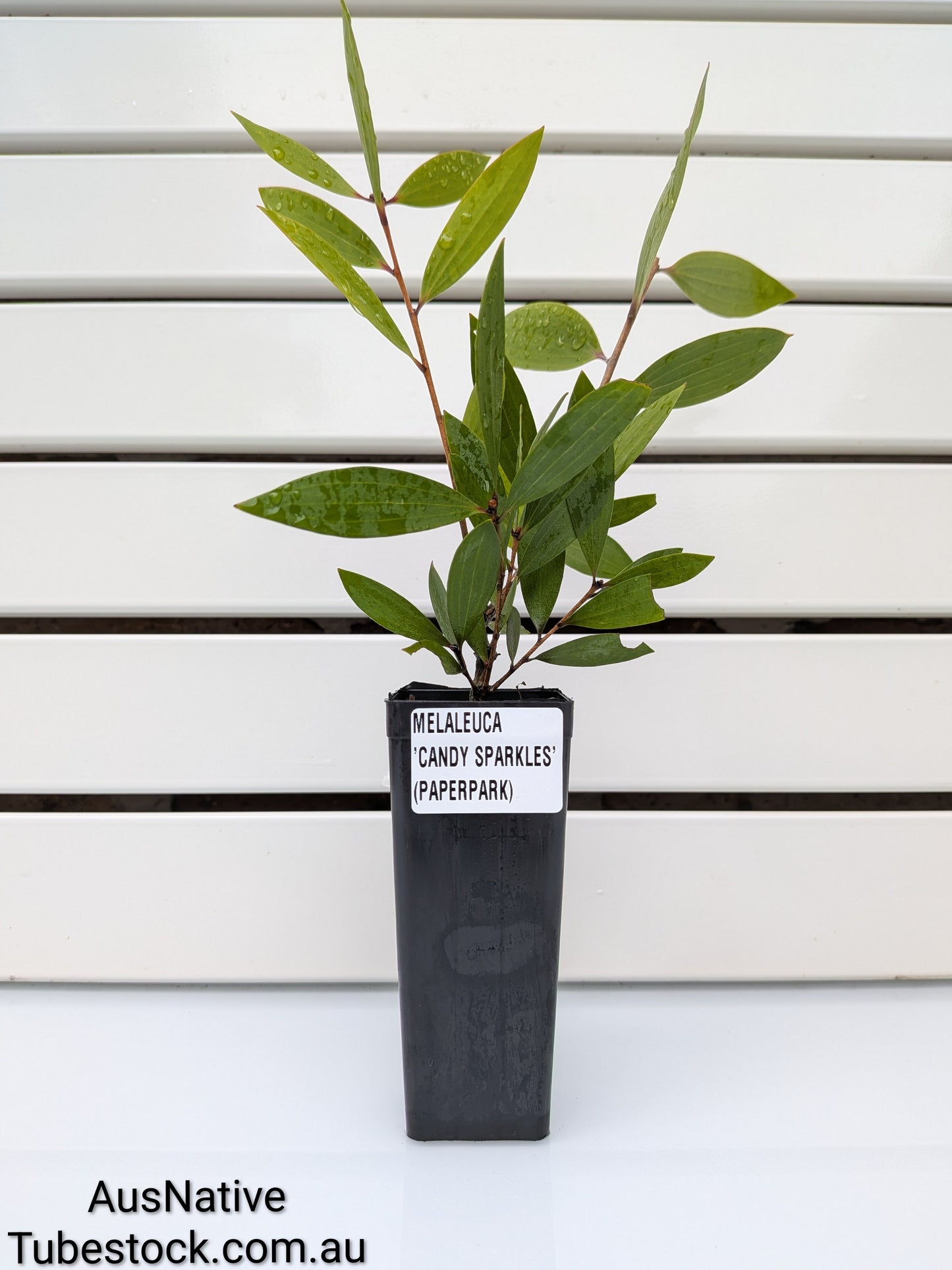 Melaleuca 'Candy Sparkles' Tubestock (50mm x 120mm)