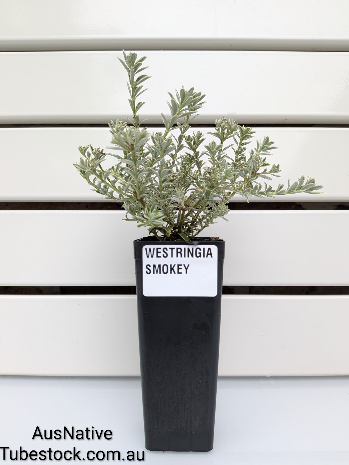 Westringia 'Smokey' Tubestock (50mm x 120mm)