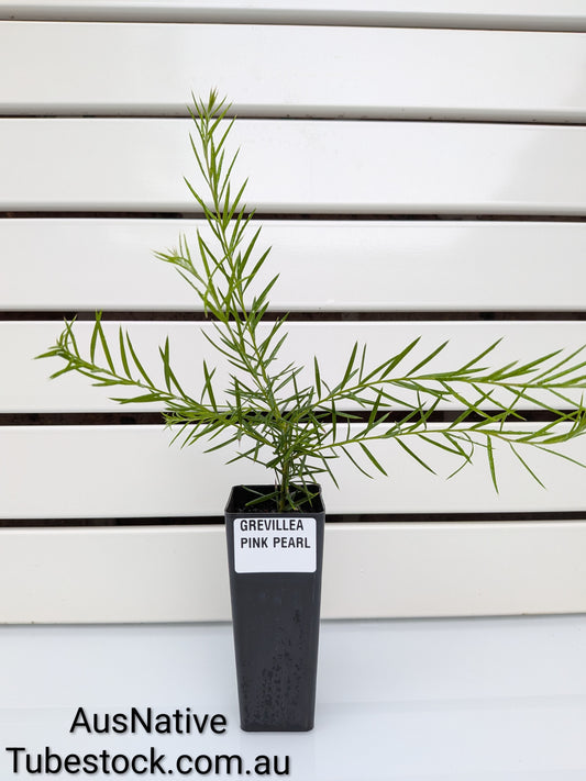 Grevillea 'Pink Pearl' Tubestock (50mm x 120mm)