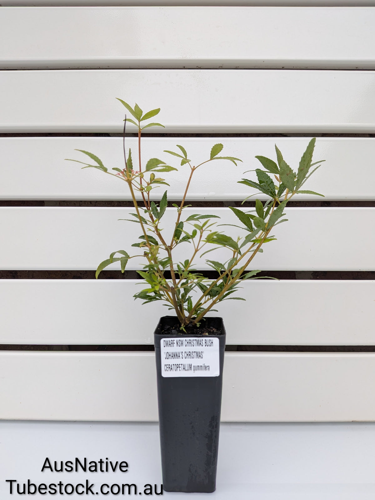 Dwarf NSW Christmas Bush 'Johanna's Christmas' Tubestock (50mm x 120mm)