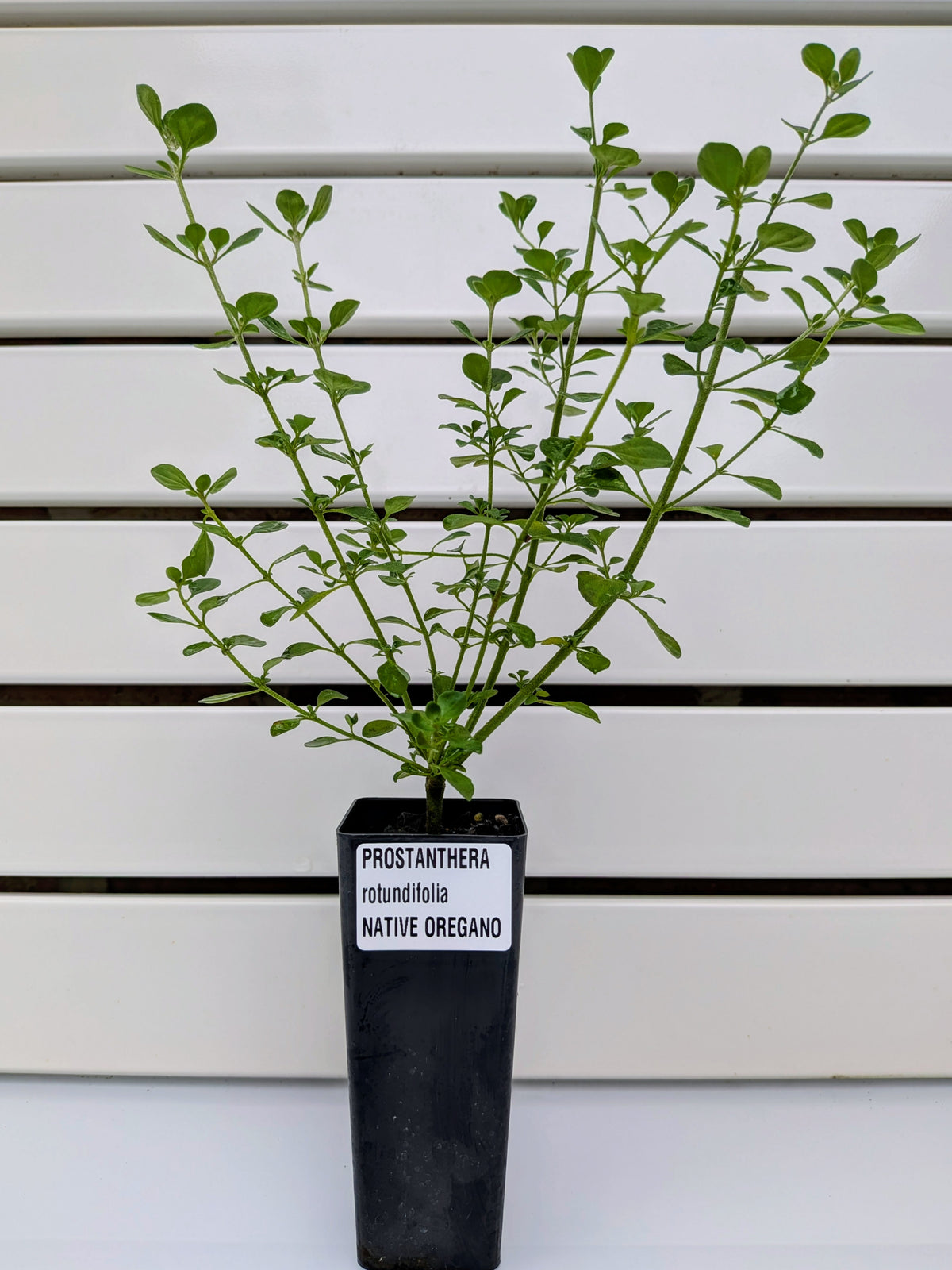 Mint Bush 'Native Oregano' Tubestock (50mm x 120mm)