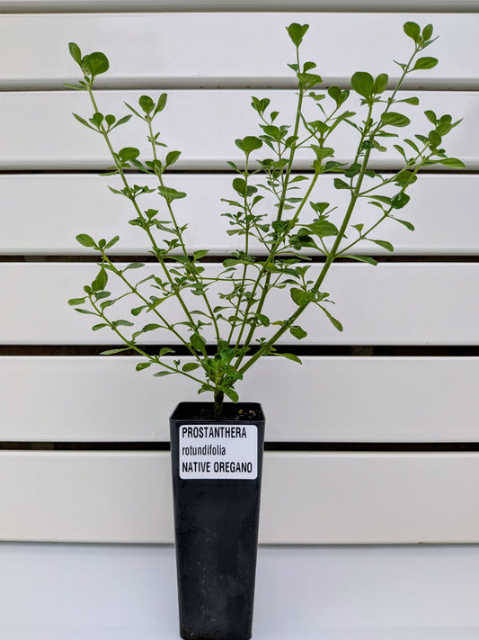 Mint Bush 'Native Oregano' Tubestock (50mm x 120mm)