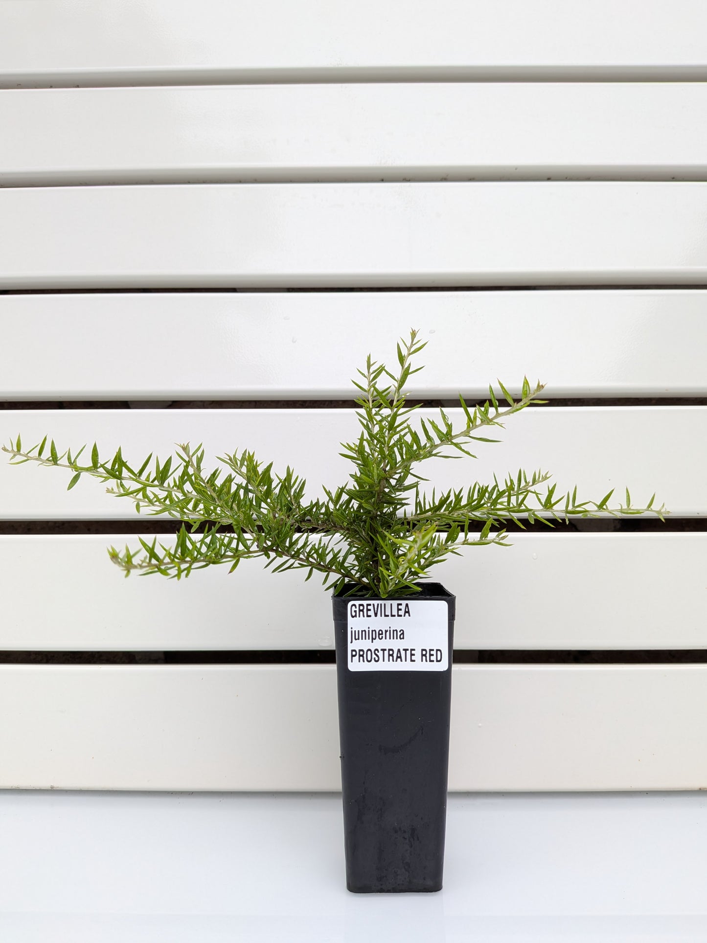 Grevillea juniperina 'Prostrate Red' Tubestock (50mm x 120mm)