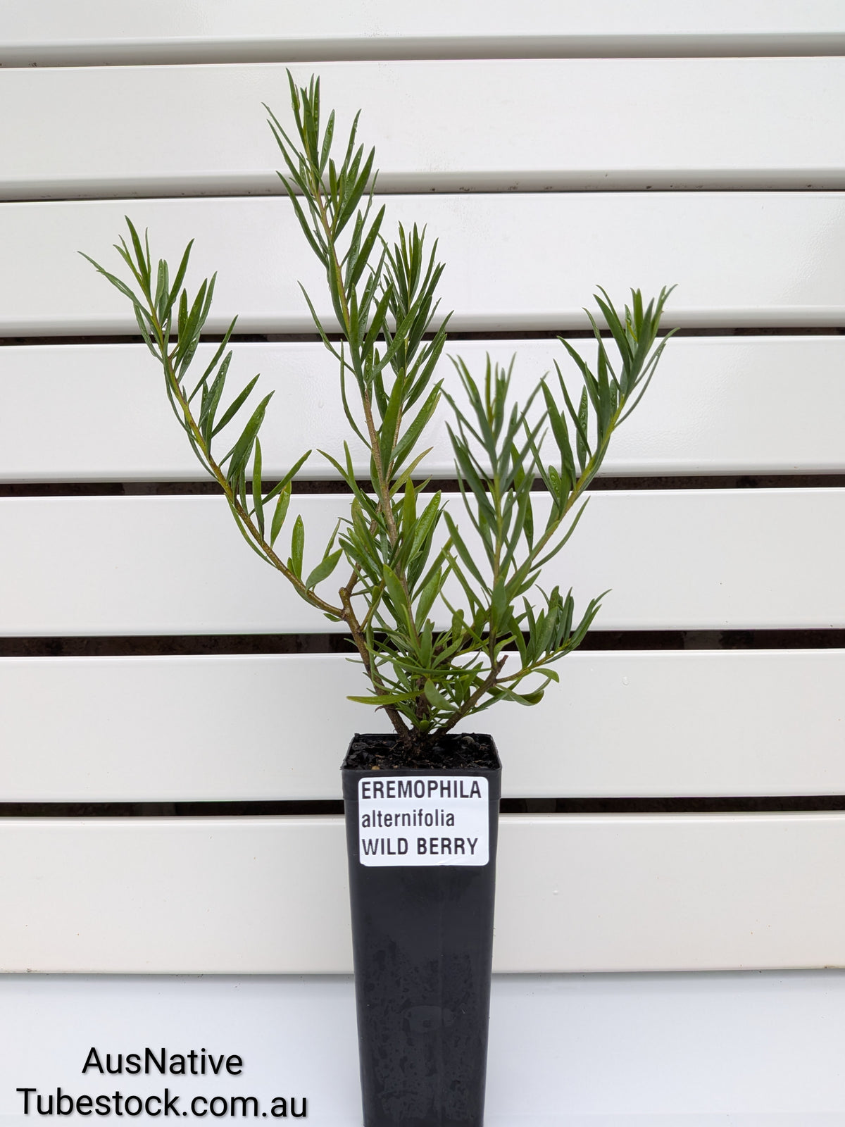 Eremophila 'Wild Berry' | Emu Bush Tubestock (50mm x 120mm)