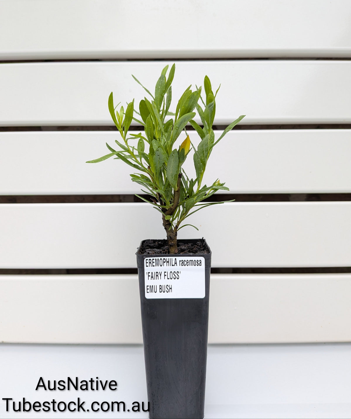 Eremophila 'Fairy Floss' | Emu Bush Tubestock (50mm x 120mm)