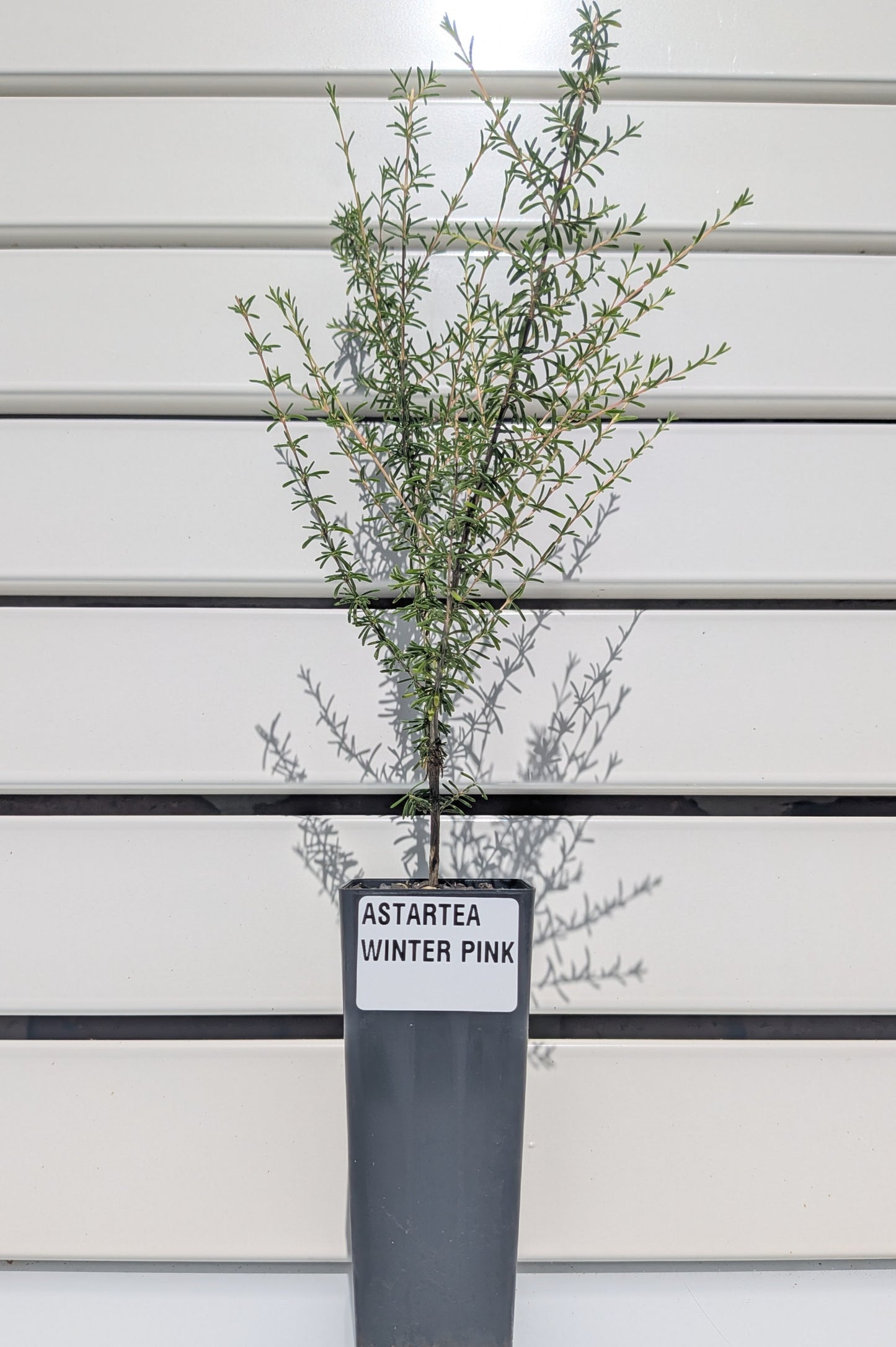 Astartea 'Winter Pink' Tubestock (50mm x 120mm)