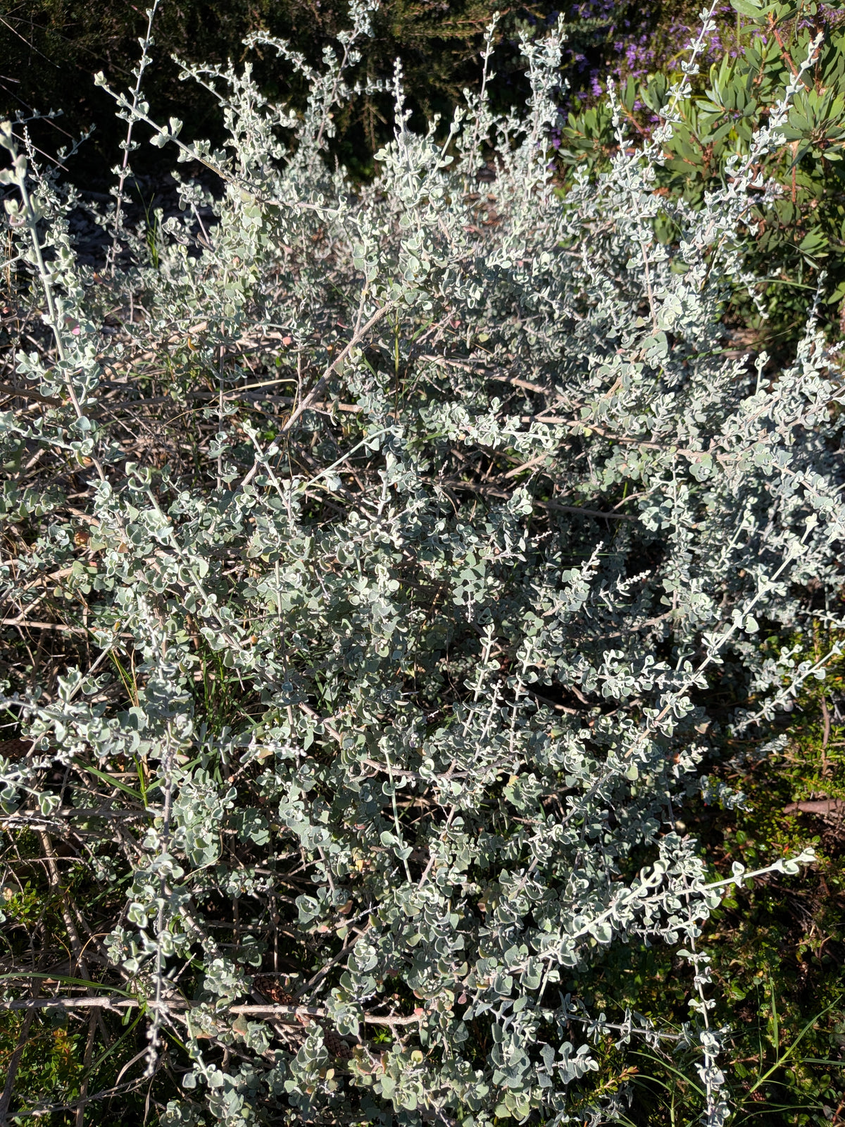 Salt Bush Tubestock (50mm x 120mm)