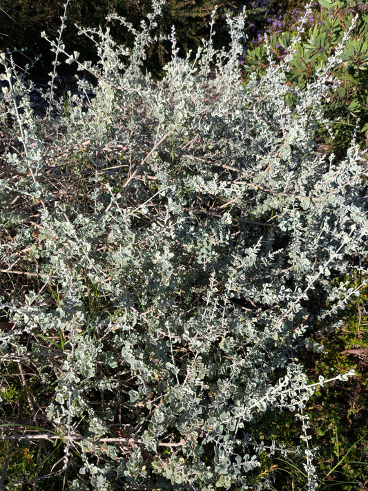 Salt Bush Tubestock (50mm x 120mm)