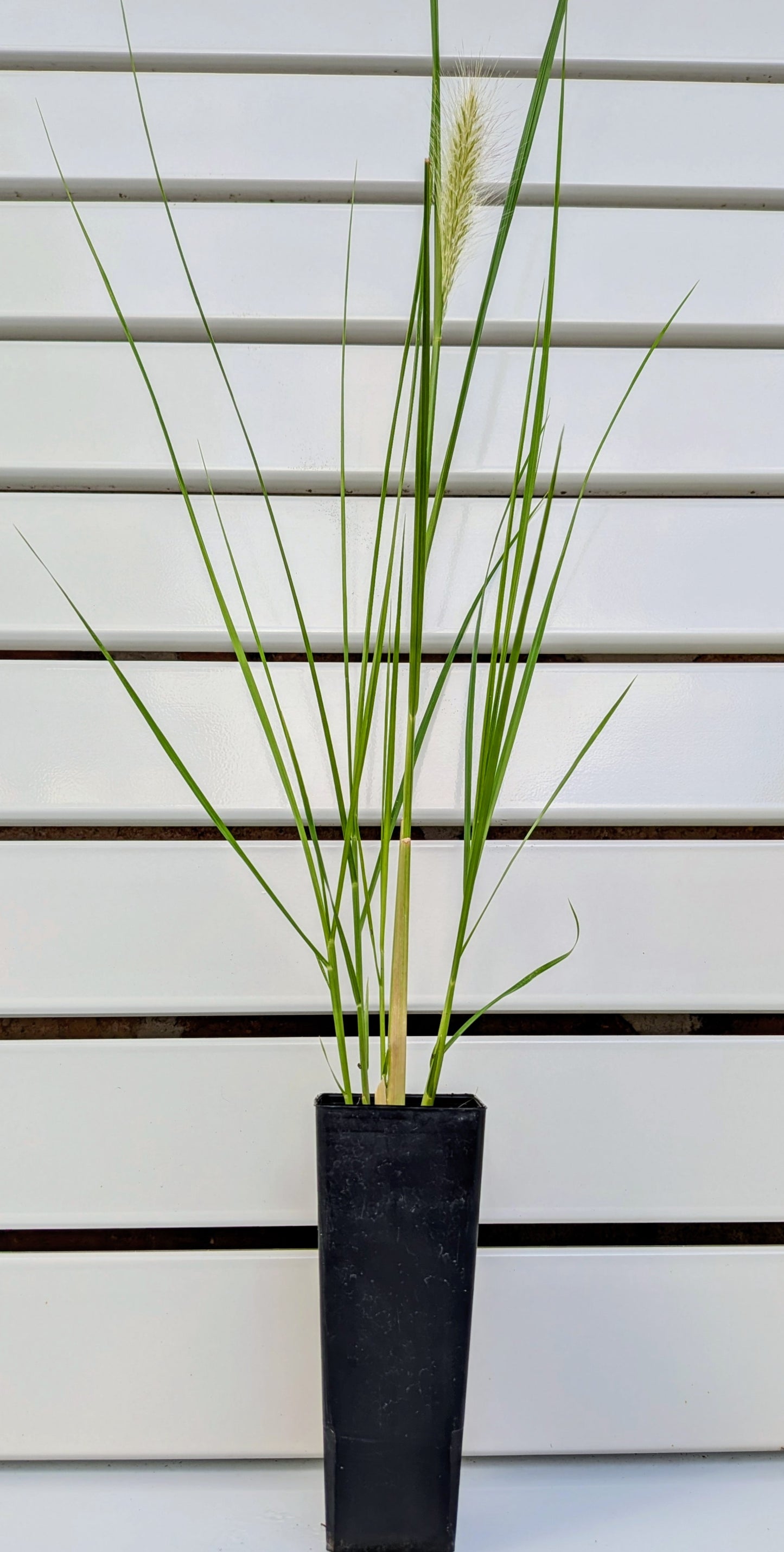 Swamp Foxtail Grass Tubestock (50mm x 120mm)