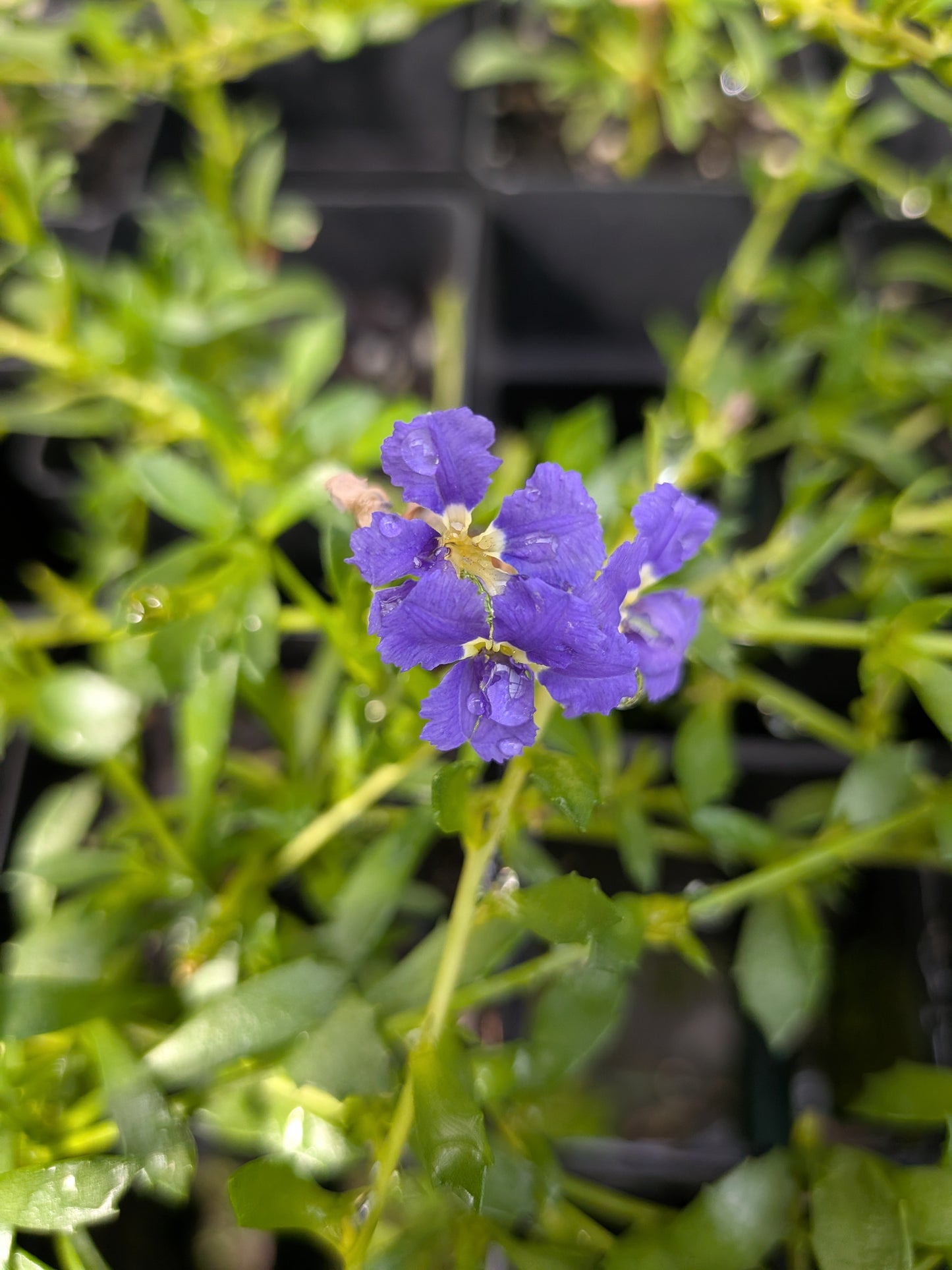 Dampiera diversifolia 'Blue Haze' Tubestock (50mm x 120mm)