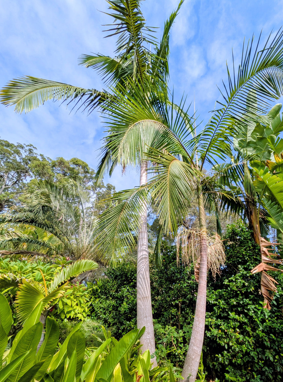 Bangalow Palm Tubestock (50mm x 120mm)