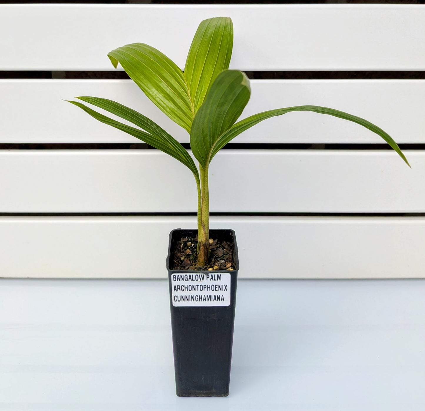 Bangalow Palm Tubestock (50mm x 120mm)