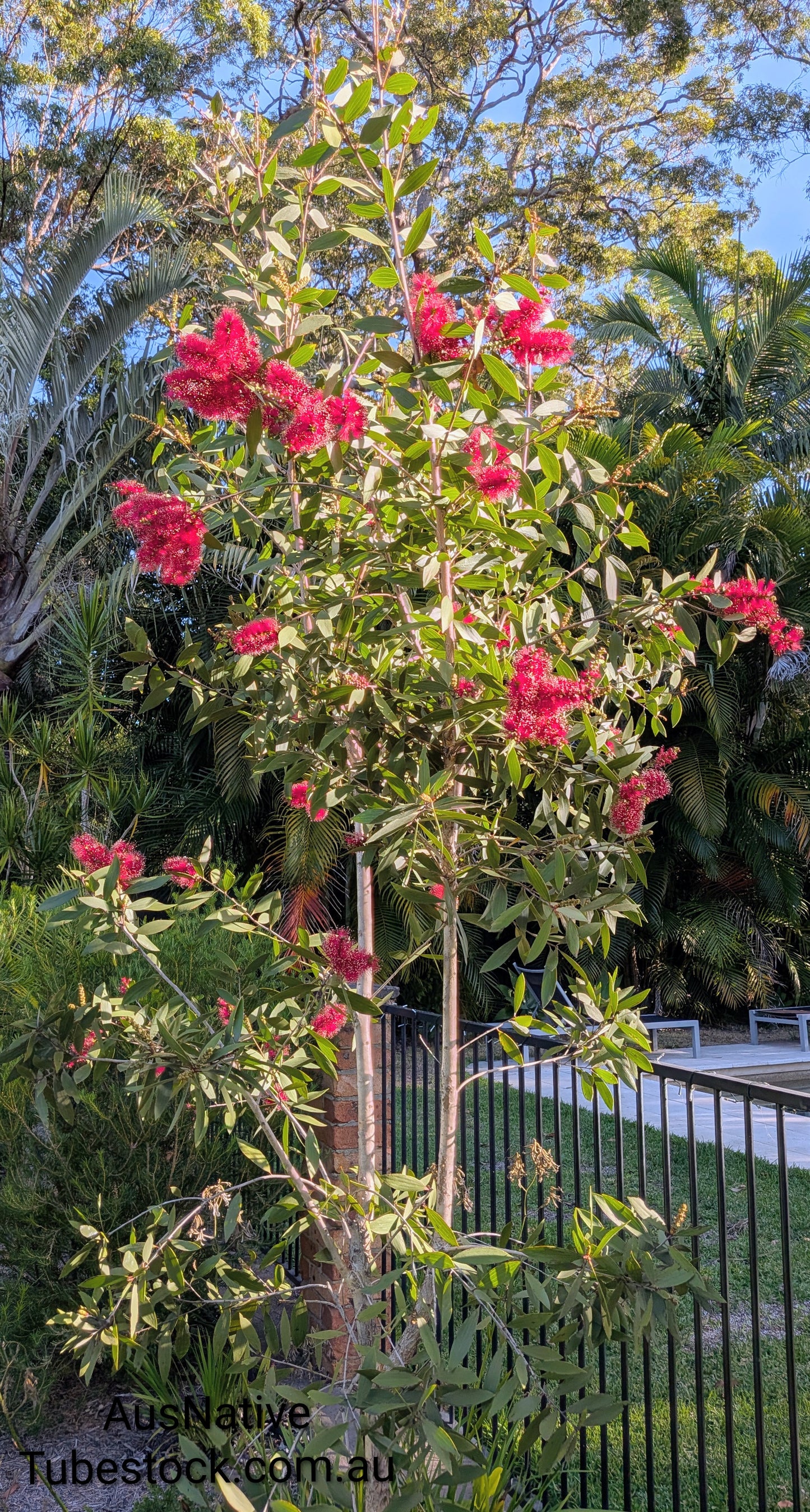 Melaleuca 'Candy Sparkles' Tubestock (50mm x 120mm)