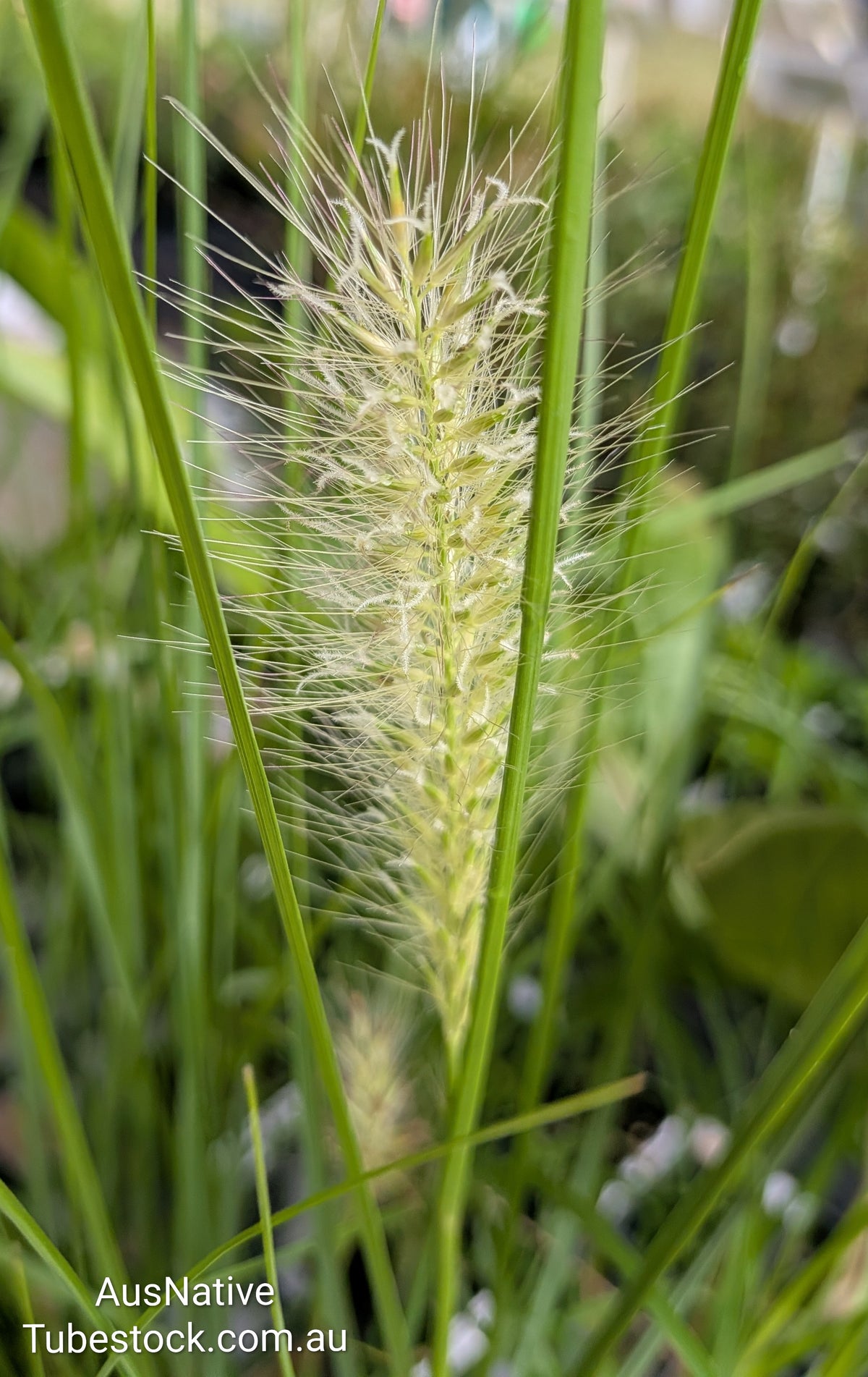 Swamp Foxtail Grass Tubestock (50mm x 120mm)