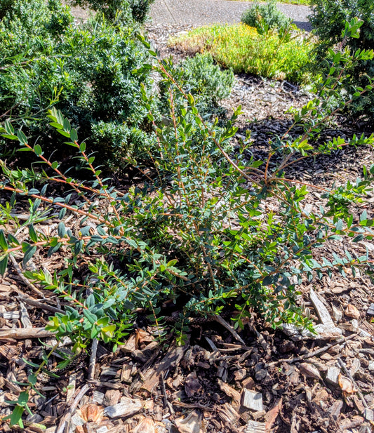 Melaleuca 'Little Gem' Tubestock (50mm x 120mm)