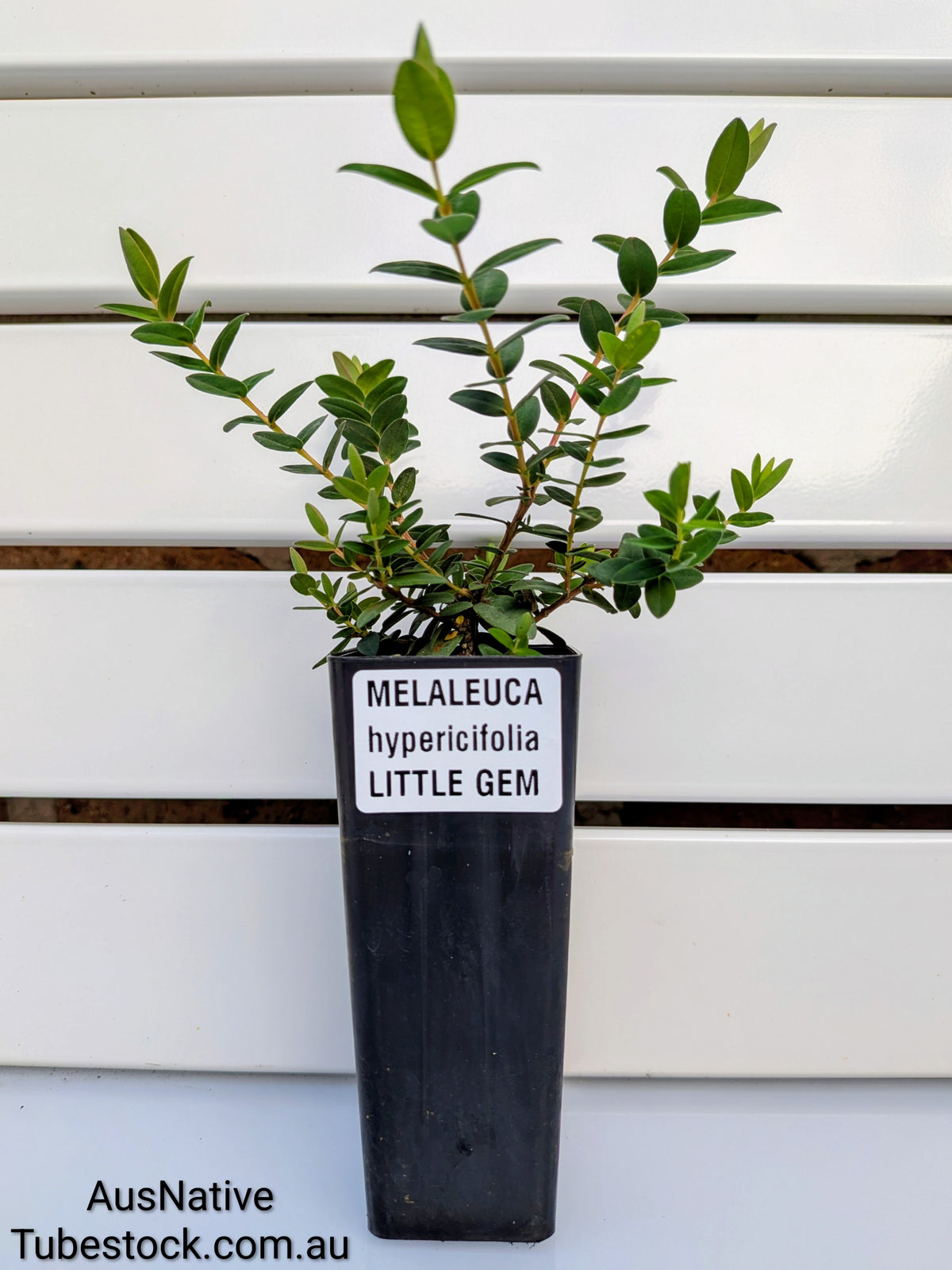 Melaleuca 'Little Gem' Tubestock (50mm x 120mm)