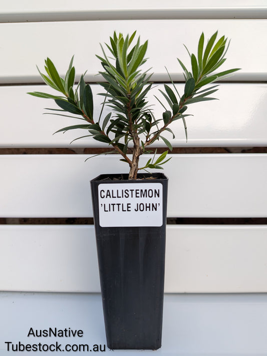 Callistemon 'Little John' Tubestock (50mm x 120mm)