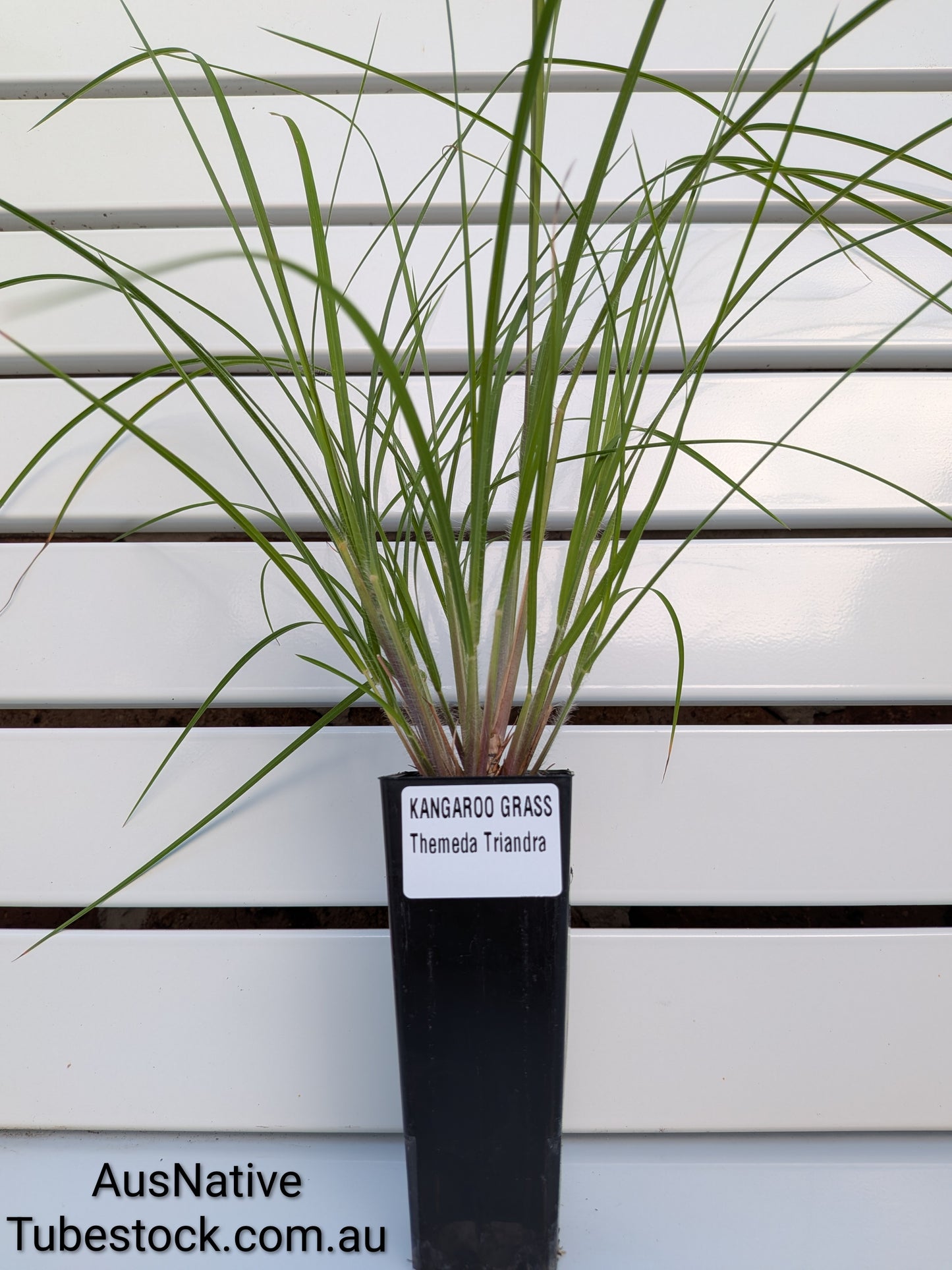 Kangaroo Grass Tubestock (50mm x 120mm)