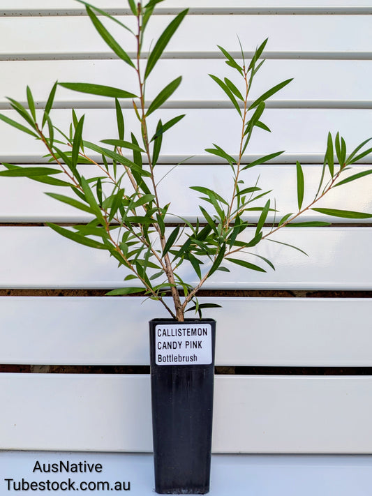 Callistemon 'Candy Pink' Tubestock (50mm x 120mm)