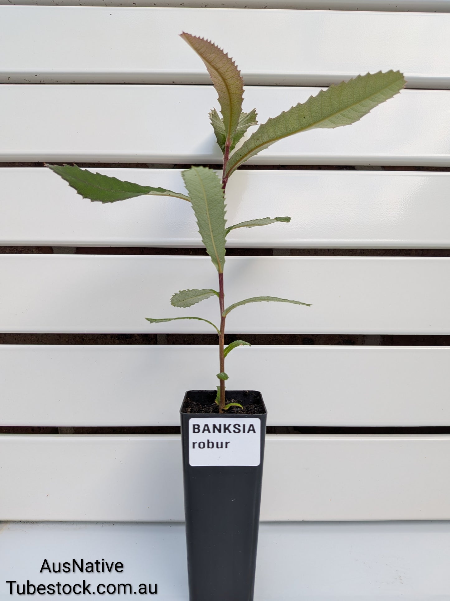 Swamp Banksia Tubestock (50mm x 120mm)