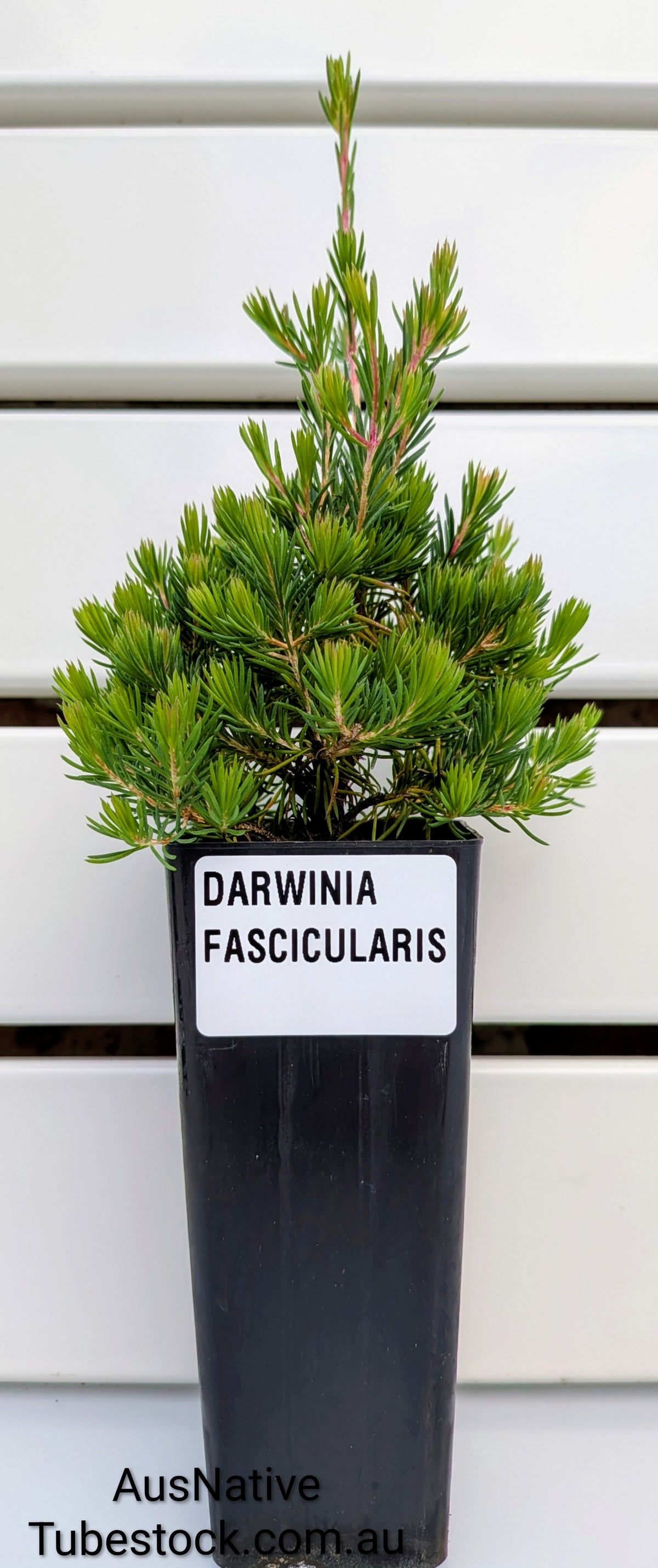 Darwinia fascicularis Tubestock (50mm x 120mm)